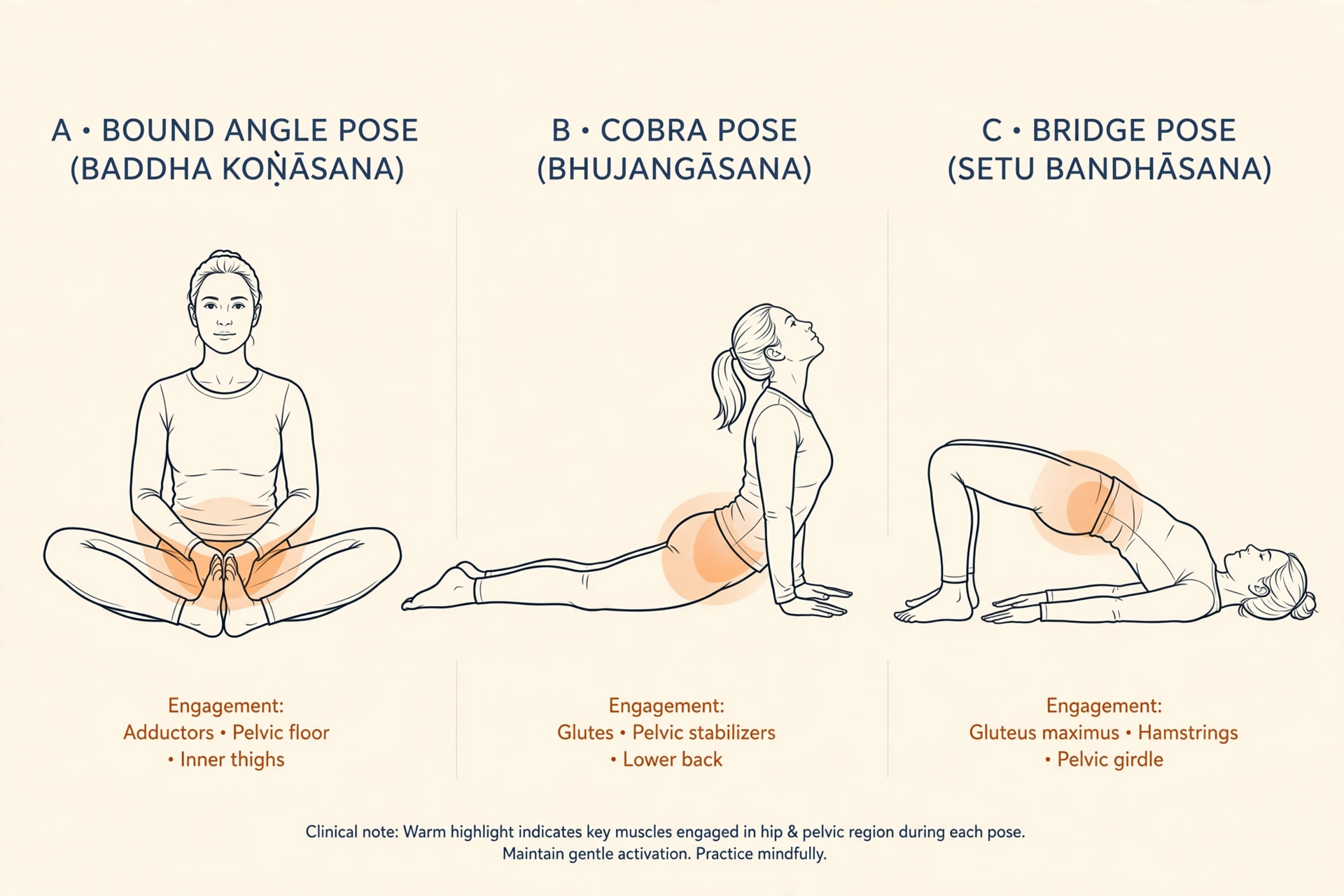 Line-art illustration of Bound Angle, Cobra, and Bridge yoga poses with hip and pelvic muscle engagement highlighted