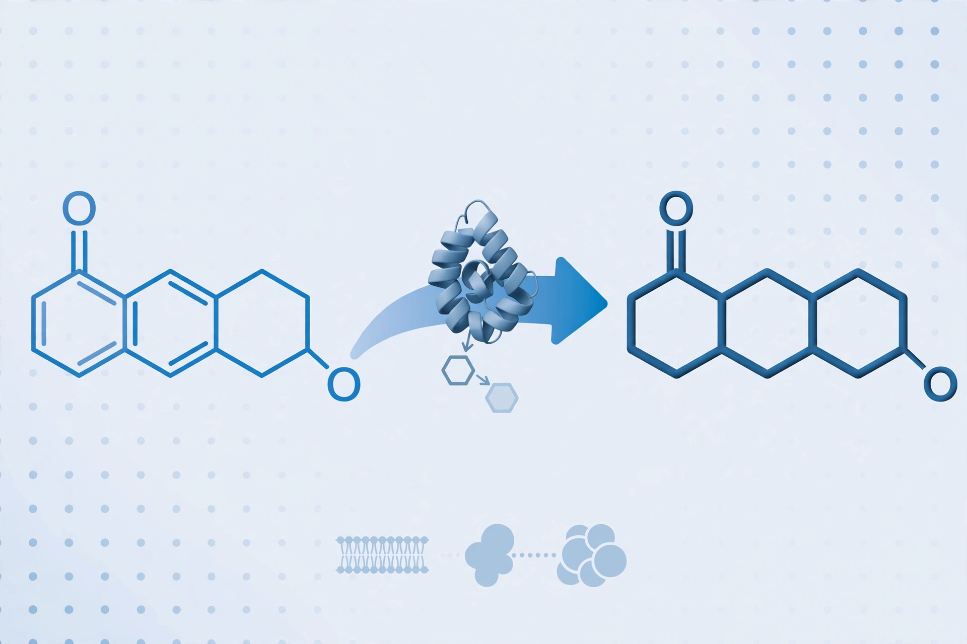 finasteride - Medical diagram showing how the 5-alpha-reductase enzyme converts testosterone into DHT