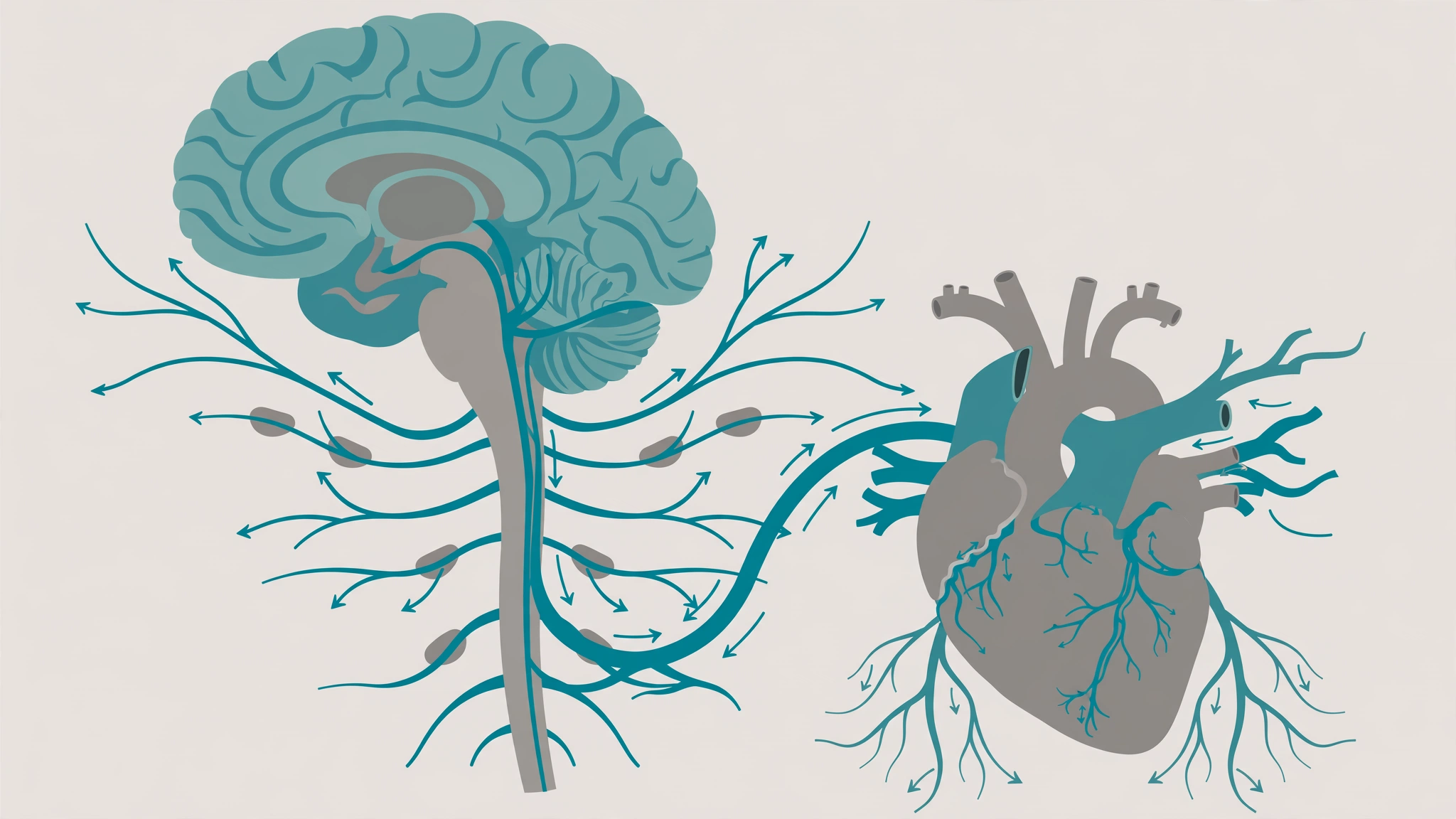 Flat vector illustration of the brain and nervous system signals affected by alcohol