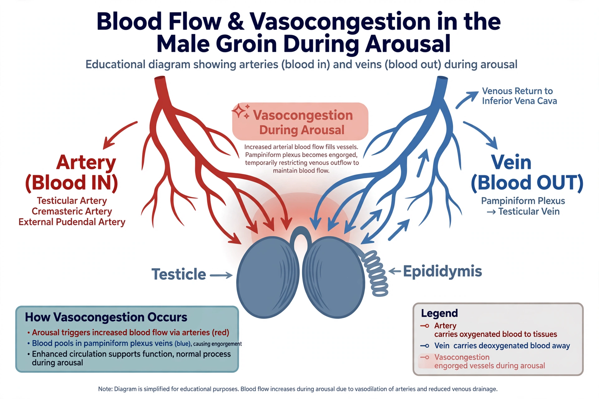 Educational diagram of blood flow and vasocongestion in the male groin during arousal, showing arteries, veins, testicle, and epididymis