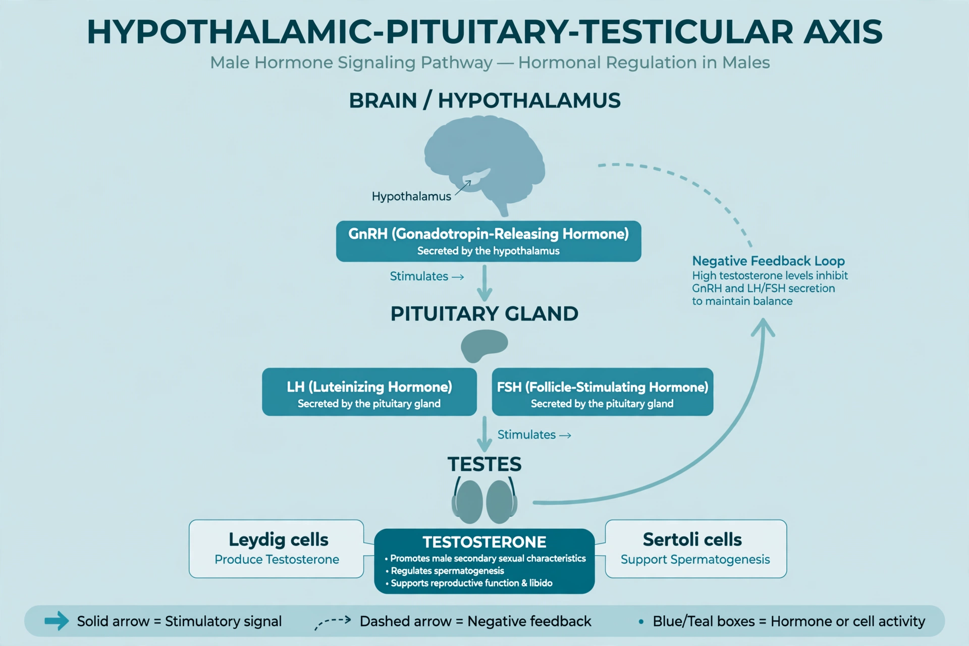 Clinical illustration of the hypothalamic-pituitary-testicular hormone axis showing how the brain, pituitary gland, and testes regulate male hormone levels