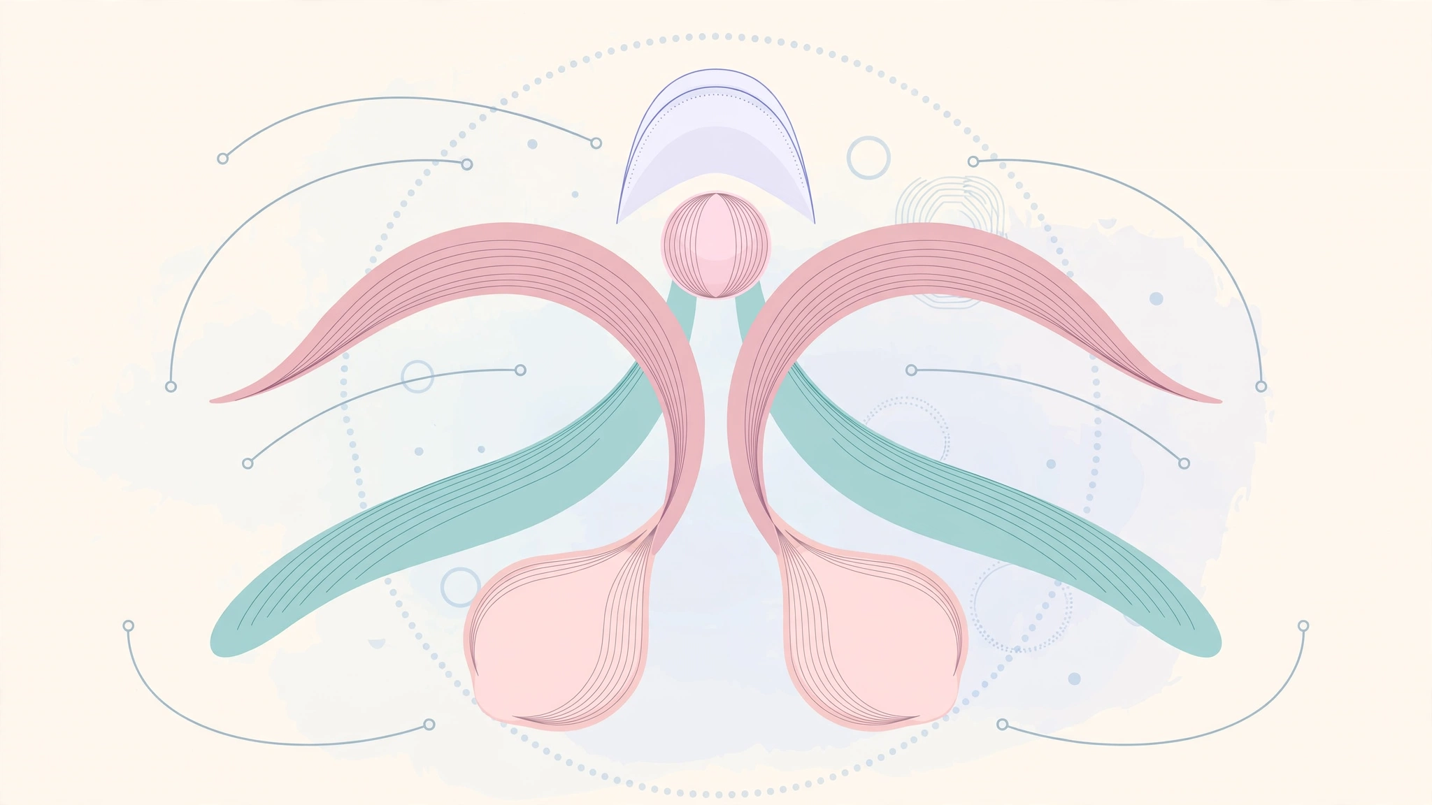 Tasteful anatomical-style illustration explaining the clitoral complex and the female orgasm gap
