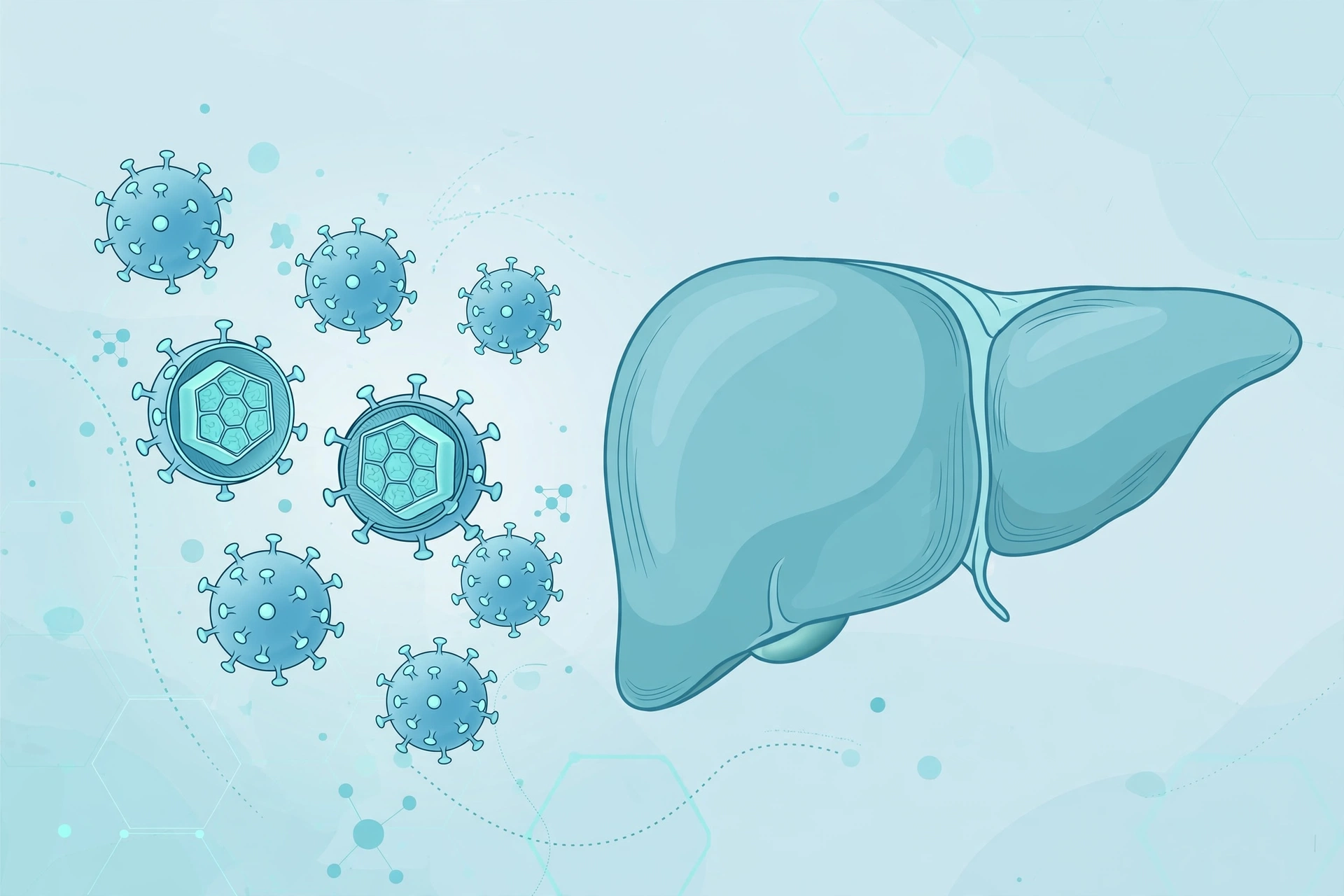 Clinical illustration of hepatitis B virus particles and a human liver, representing hepatitis b sexual transmission risks couples should know