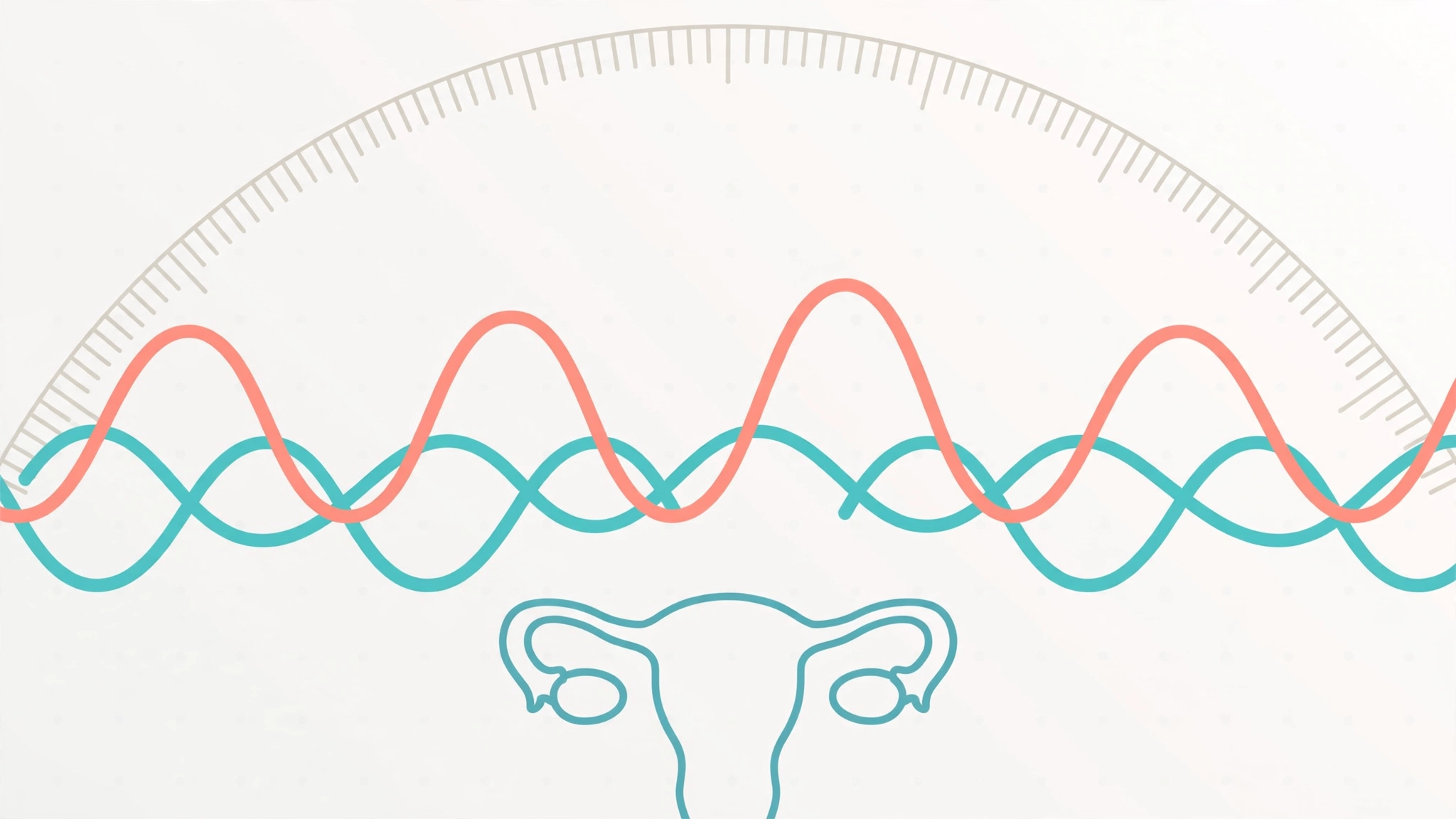 Illustration of estrogen and testosterone cycles across the menstrual cycle