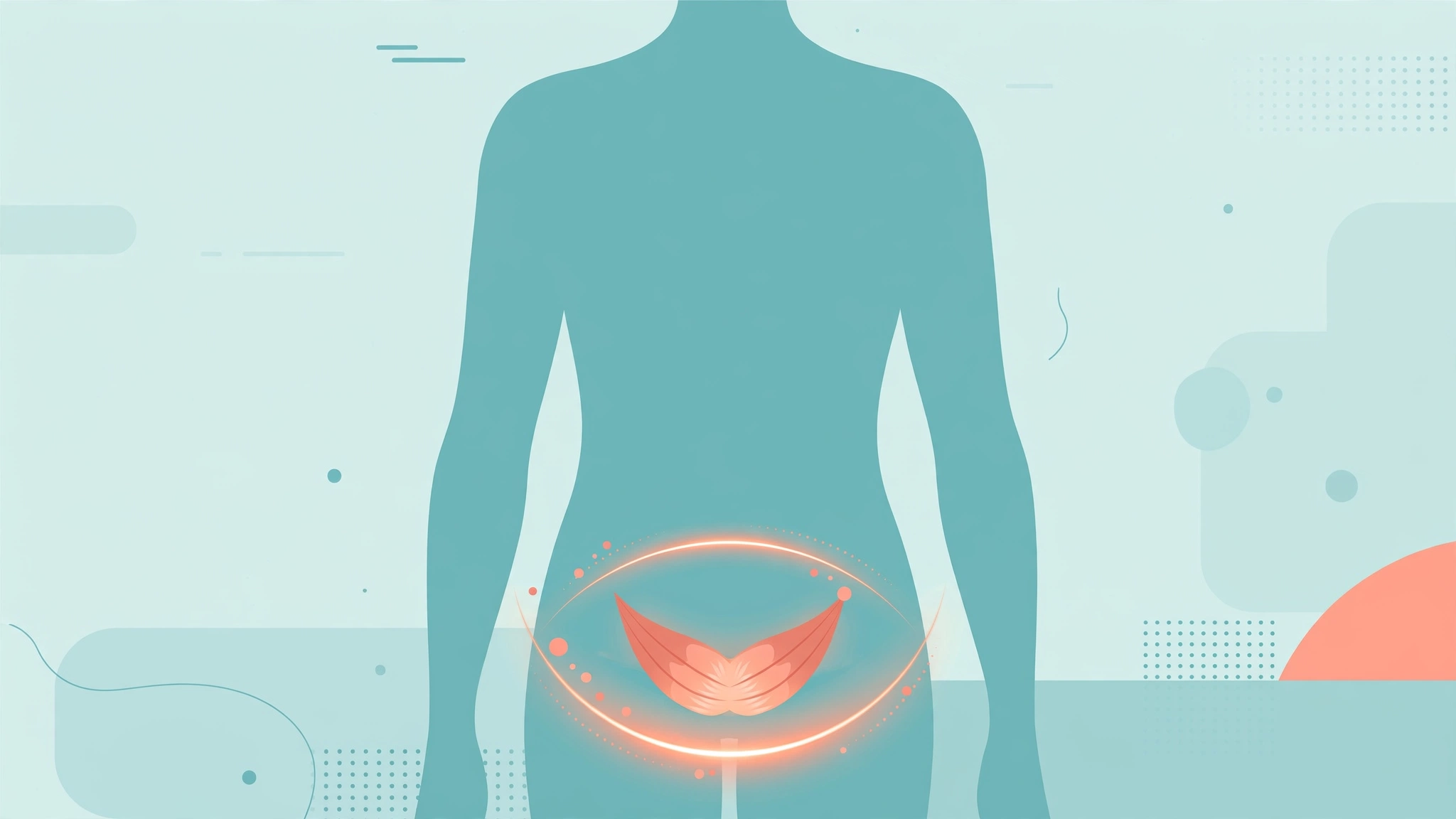 Medical illustration of pelvic floor muscle training that helps men learn how to make sex last longer