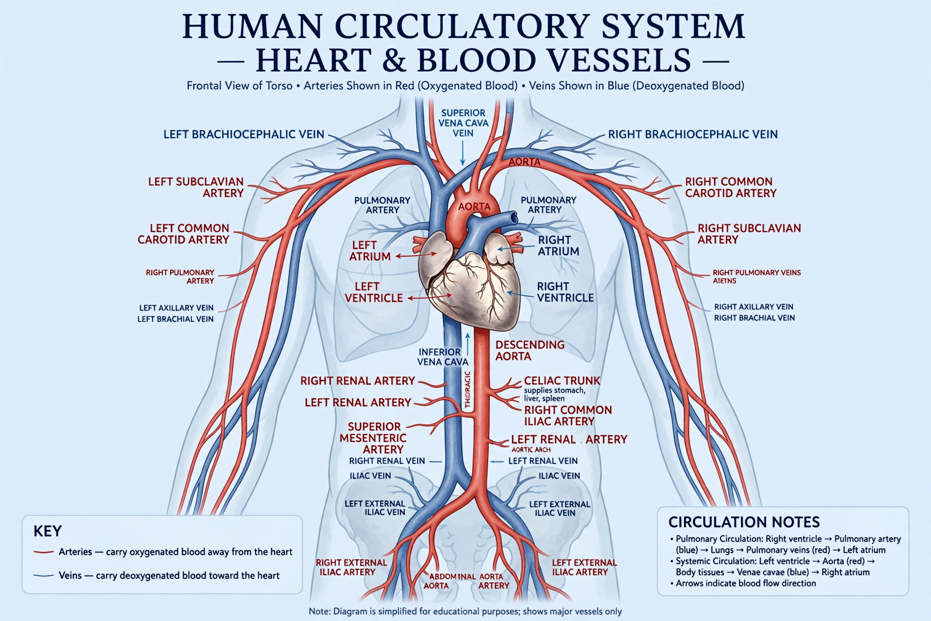 Medical illustration of the human circulatory system showing the heart, arteries and veins that drive the blood flow behind erections
