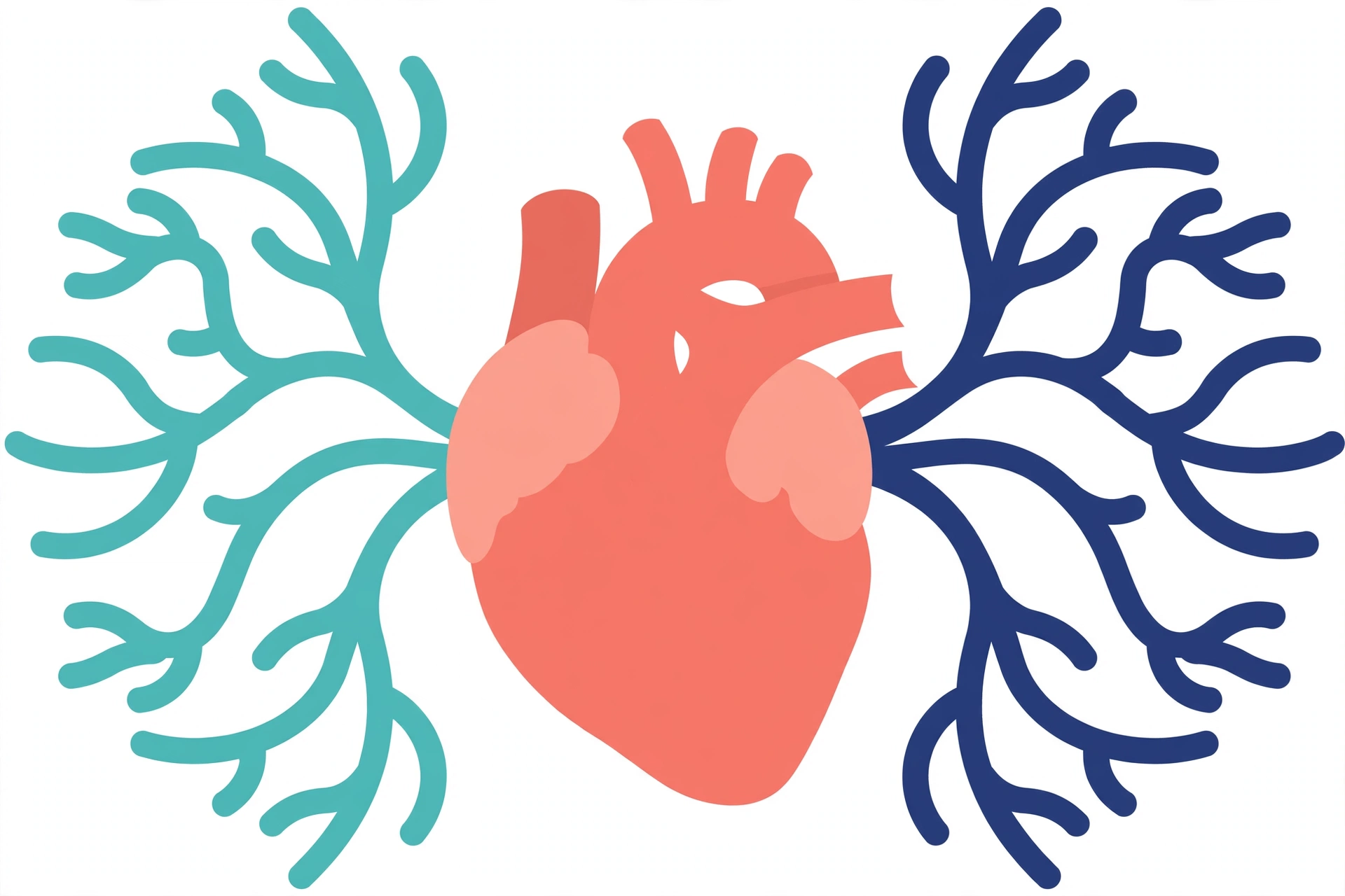 Flat vector illustration of cardiovascular health and healthy blood flow — masturbation and erectile dysfunction