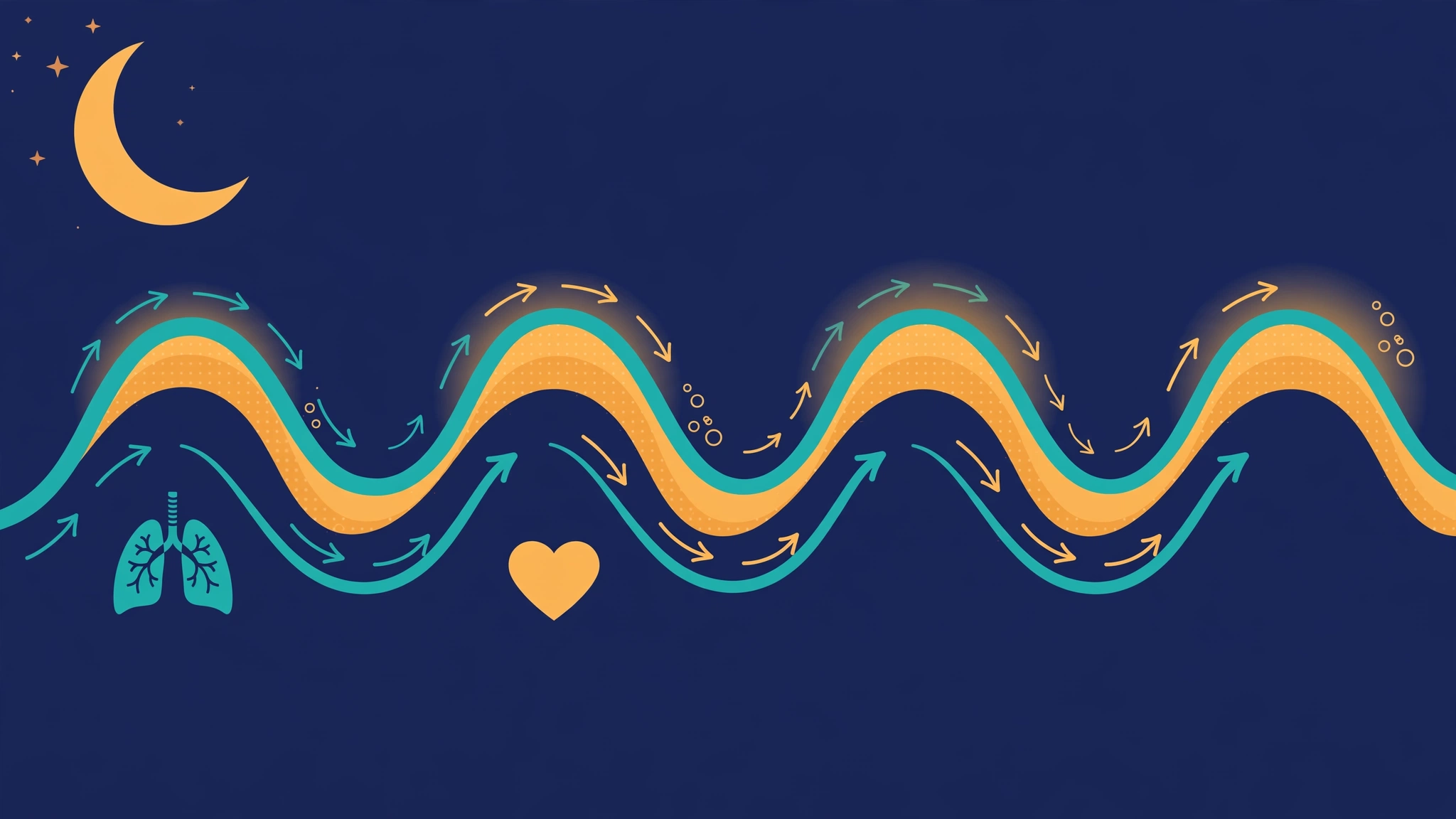 Sleep cycle diagram showing REM phases linked to morning erections and ED