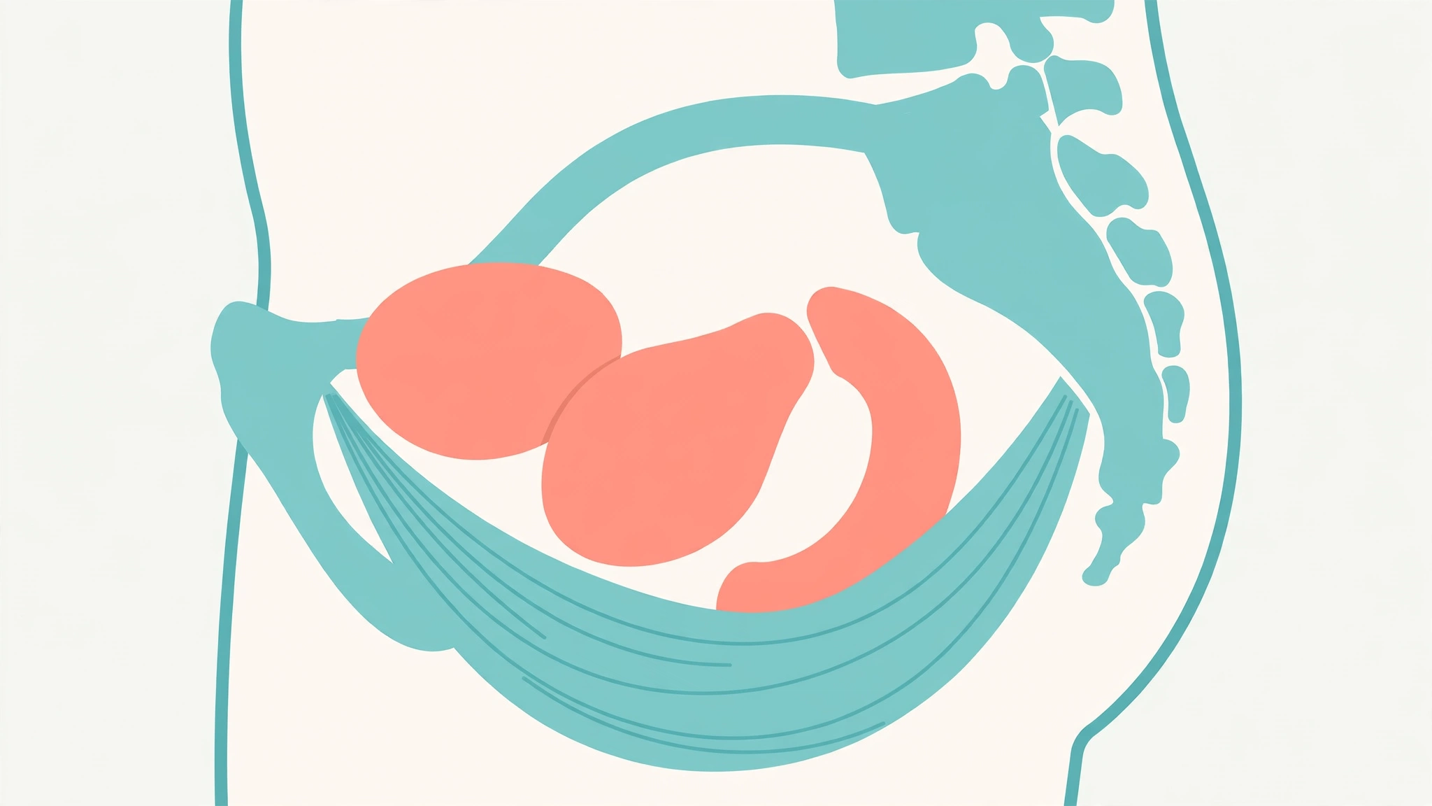 Illustrated medical guide showing pelvic floor exercises benefits for men and women