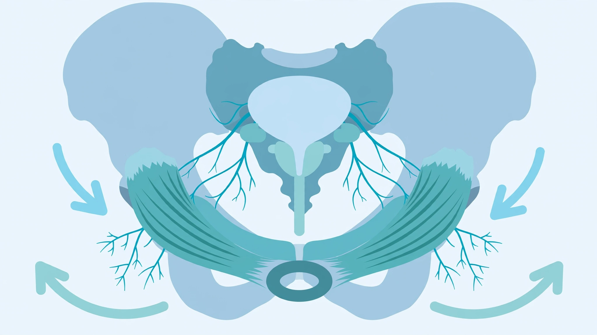 Medical illustration of male pelvic floor muscles involved in premature ejaculation treatment