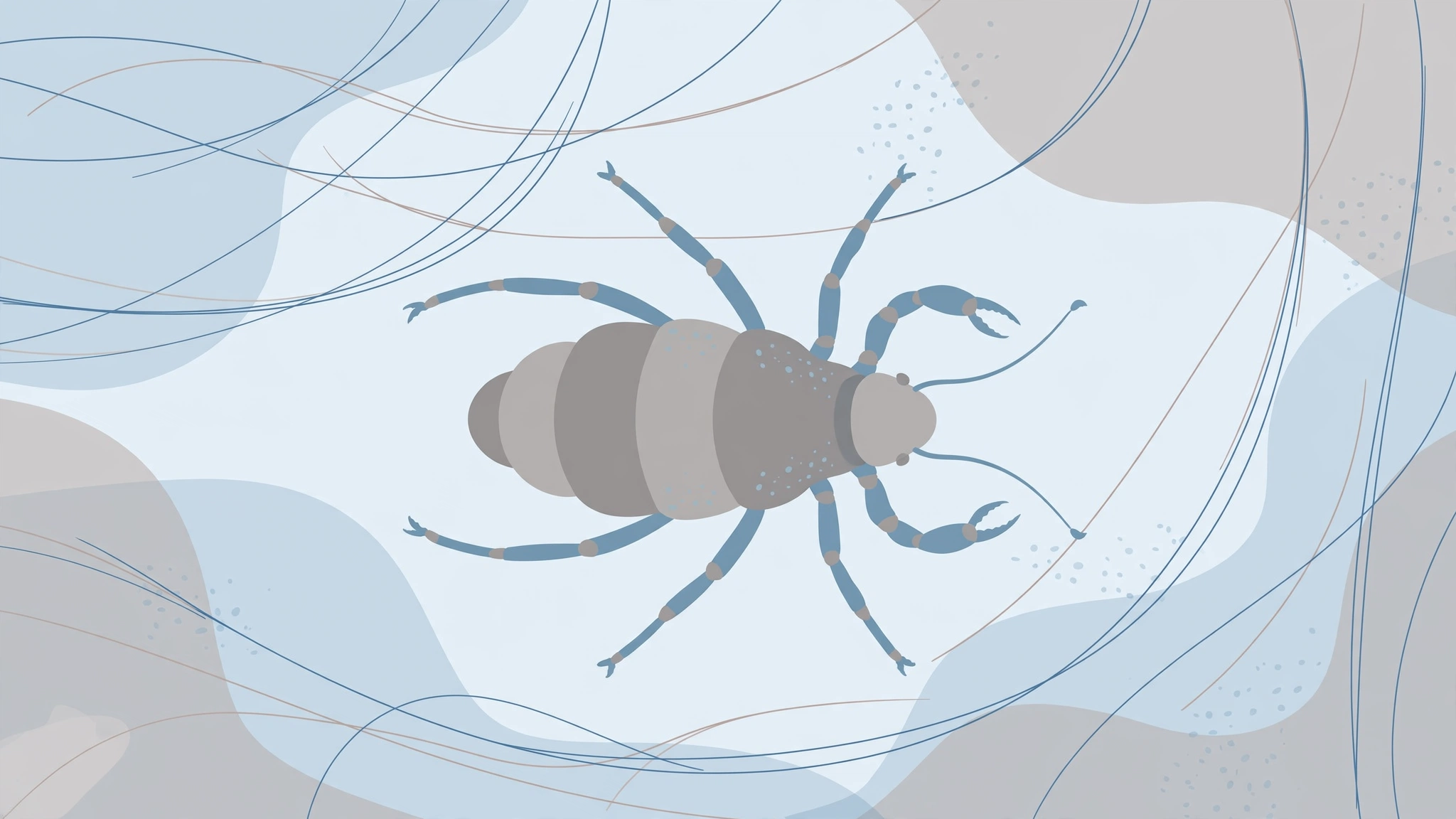 Pubic lice treatment: magnified view of a crab louse and nits attached to a hair strand