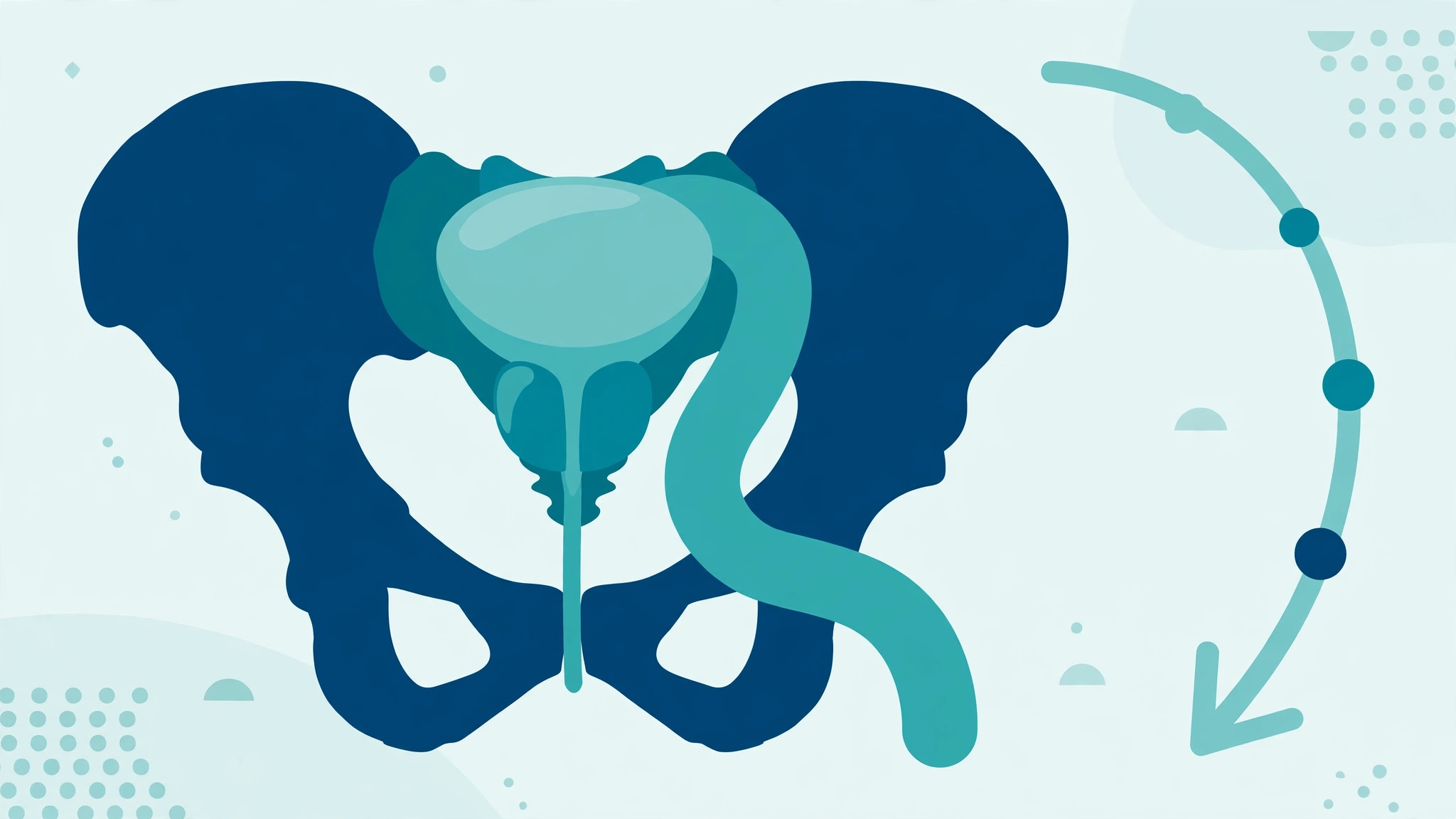 Medical illustration showing prostate location and recovery timeline, relevant to sex after prostate biopsy