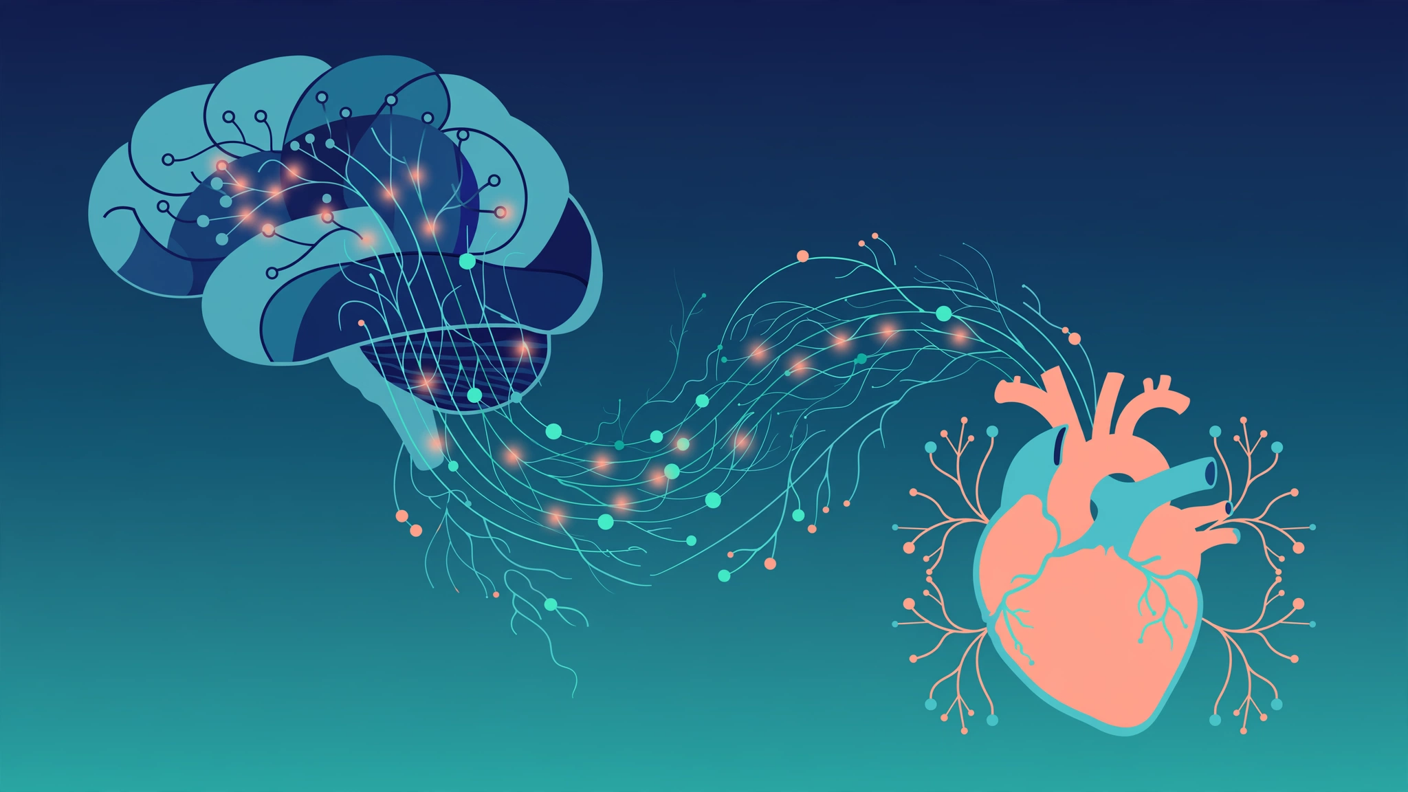 Illustration of brain-heart connection representing situational erectile dysfunction causes